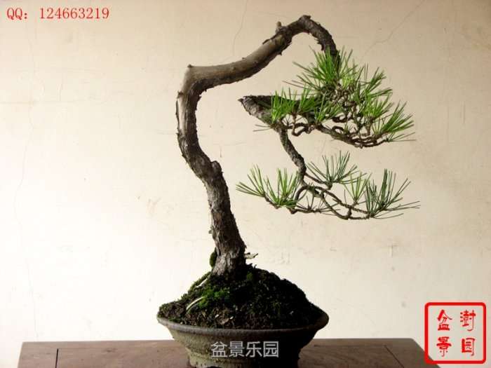 IMG_3776___.jpg