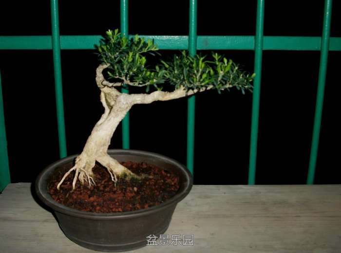 100_1726.jpg