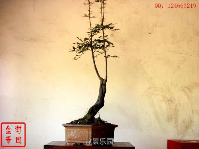 IMG_3815___.jpg