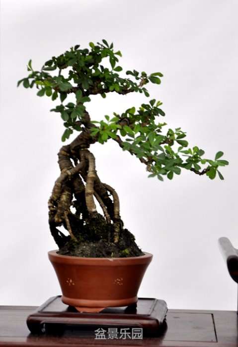 _DSC0106__.jpg