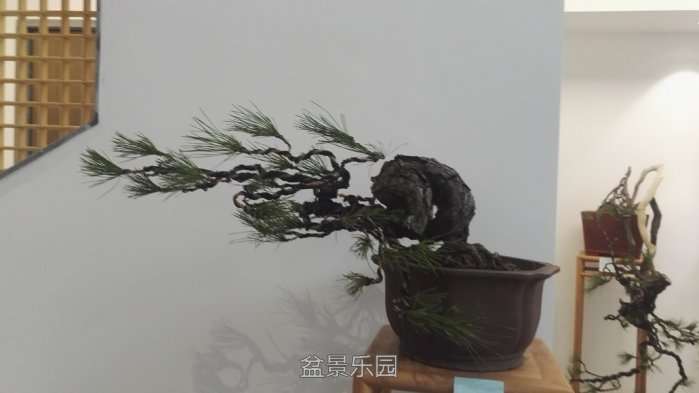 IMG_20171017_144637.jpg