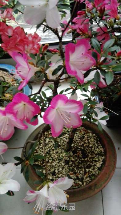 IMG_20160509_155047.jpg