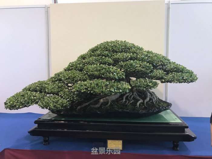 mmexport1509787025309.jpg