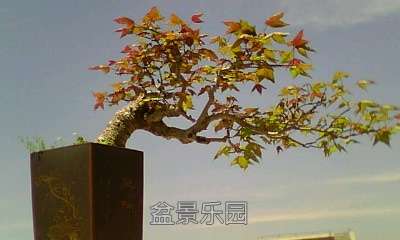 142454zedv61xmmidwm10d.jpg