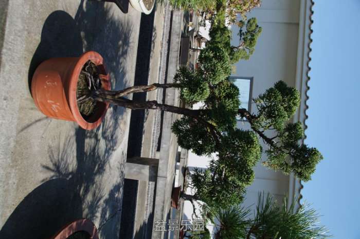 IMGP7303.JPG