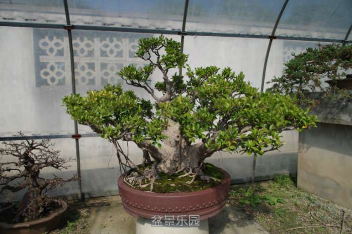 IMGP7309.JPG