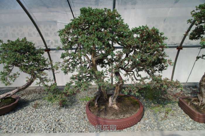 IMGP7310.JPG