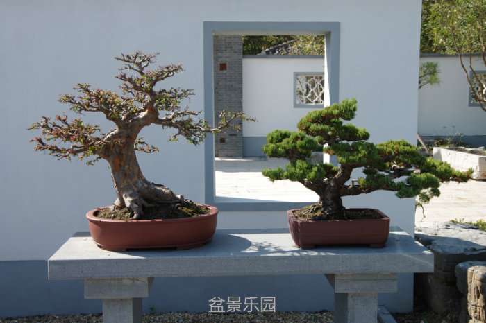 IMGP7424.JPG