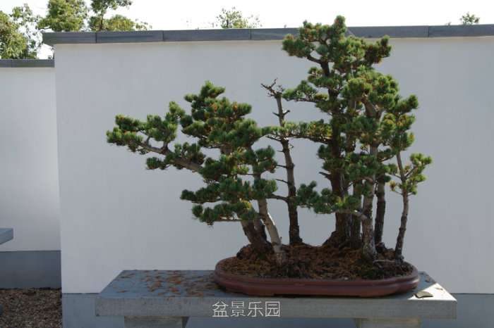 IMGP7426.JPG