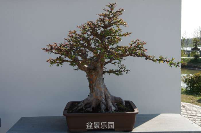 IMGP7438.JPG