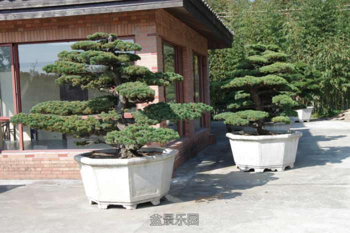 IMGP7447.JPG