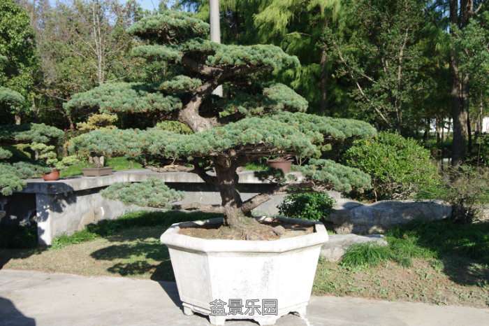 IMGP7460.JPG