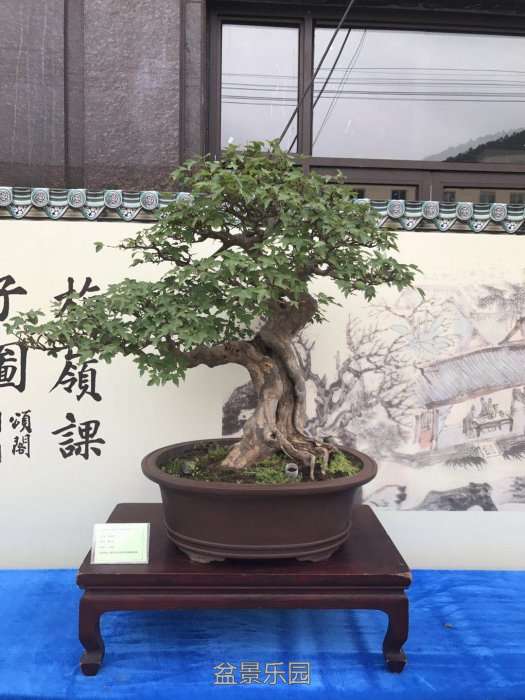 mmexport1511006343534.jpg
