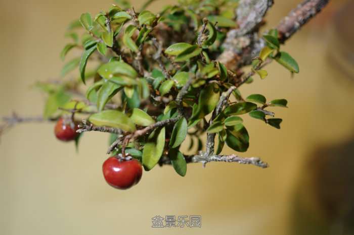 IMGP7673.JPG