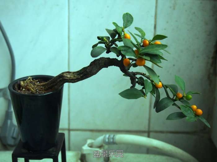 P1013512_.jpg