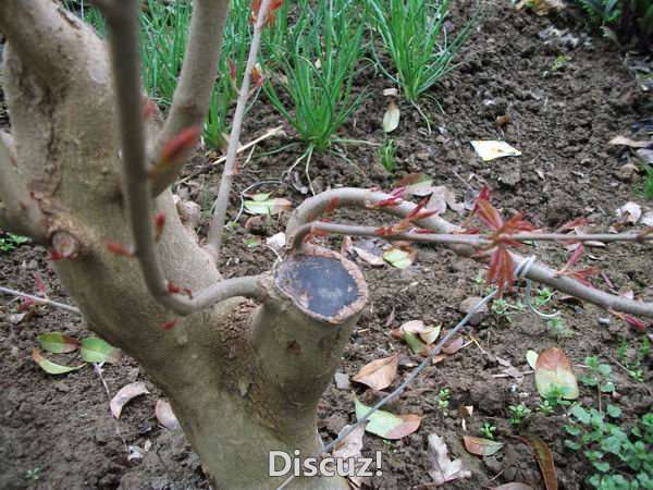 DSCF1405.jpg