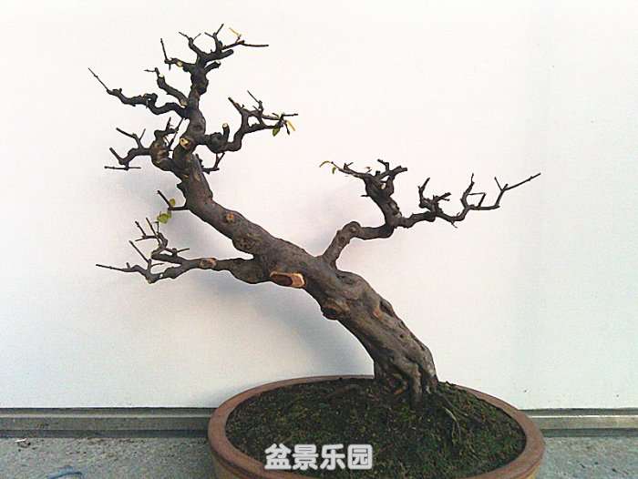 IMAG0931_.jpg