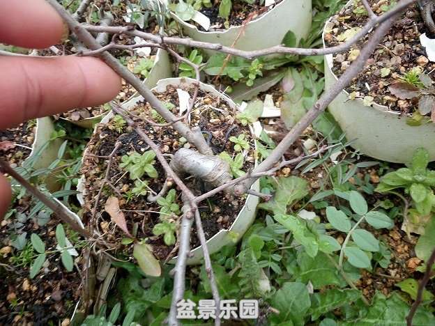 ½ļ (2)IMG_20180121_121712.jpg