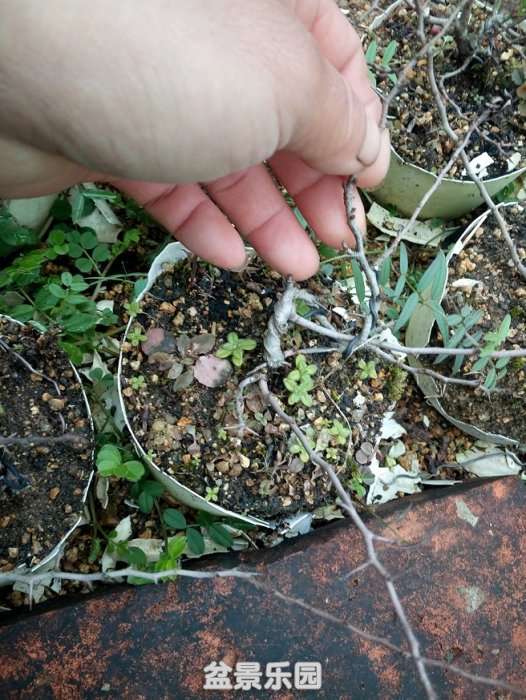 ½ļ (2)IMG_20180121_121725.jpg