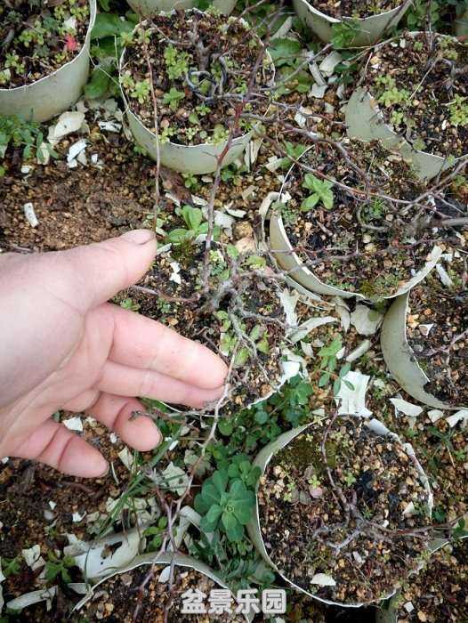 ½ļ (2)IMG_20180121_133808.jpg