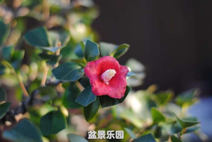 DSC_3369.JPG