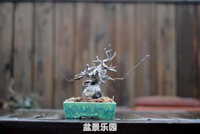 DSC_4048.JPG