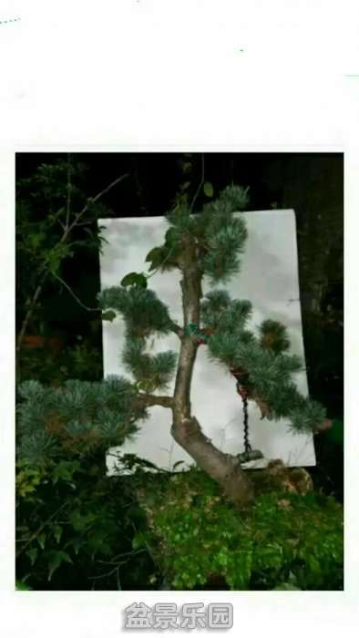 ȲȲ.jpg