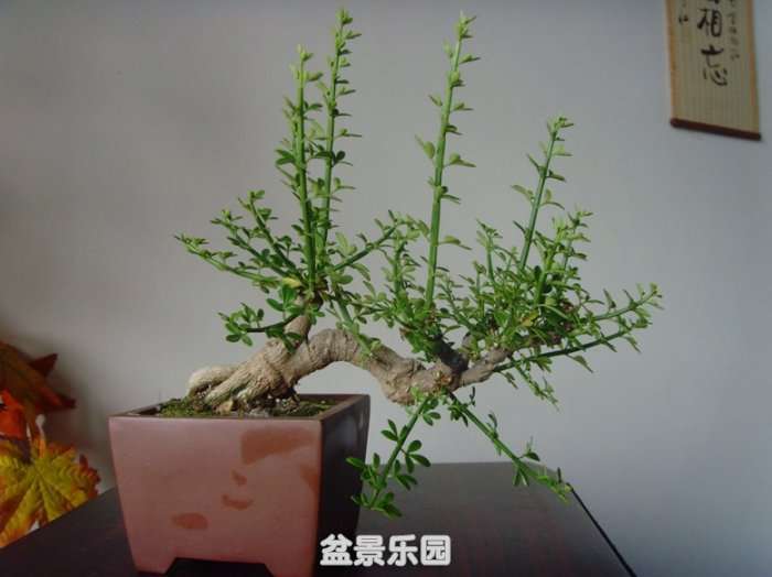 SNV33570.JPG