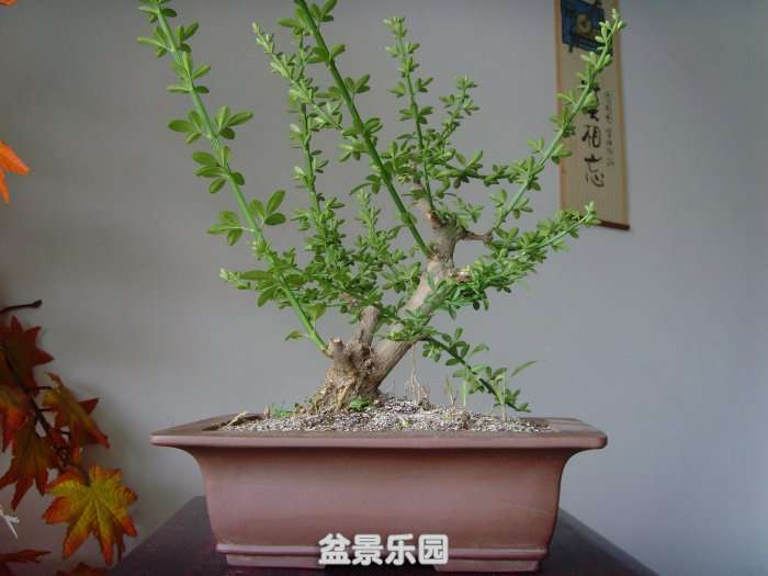 SNV33560.JPG