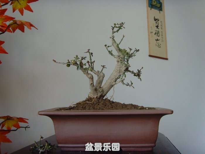SNV33194.JPG