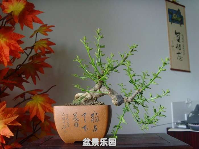 SNV34911.JPG