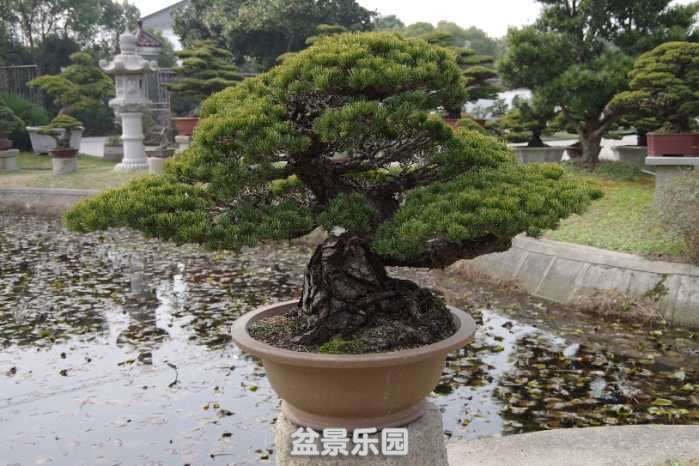 IMGP9313.JPG