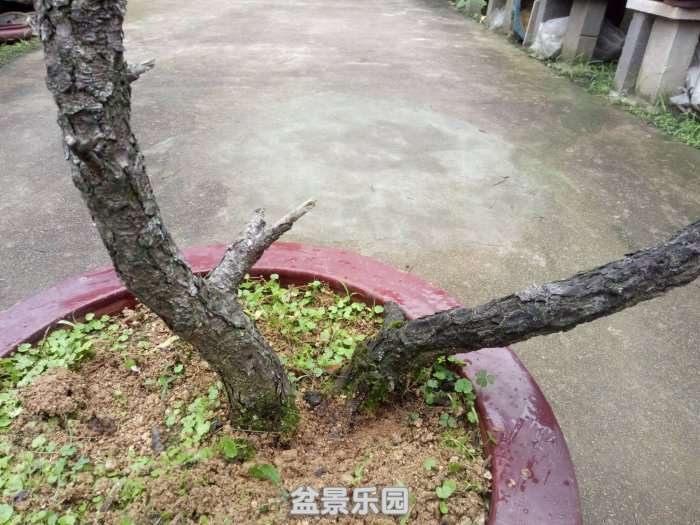 IMG20170817075004_.jpg