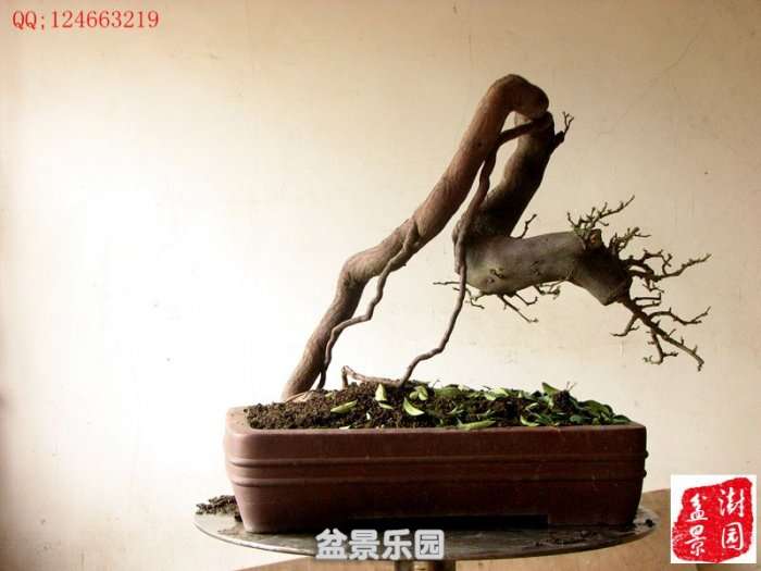 IMG_3967___.jpg