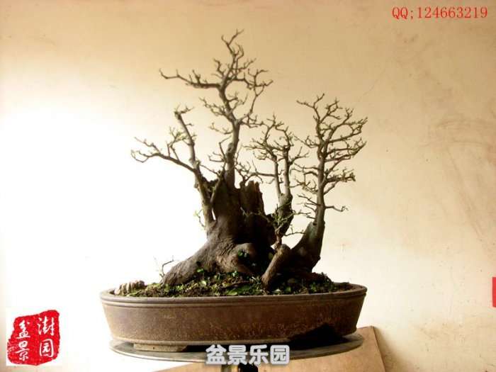 IMG_3969___.jpg