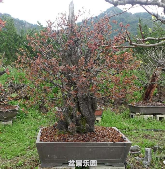 P1160771.JPG