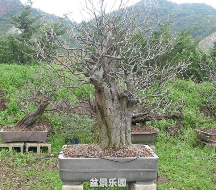 P1160773.JPG
