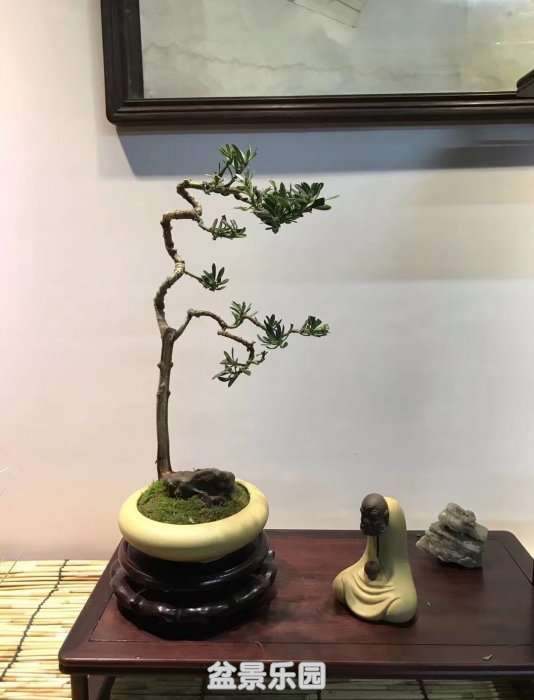 psb (2).jpg