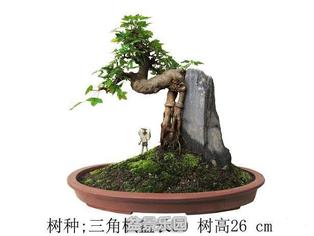 ǳ踽ʯǷ.jpg