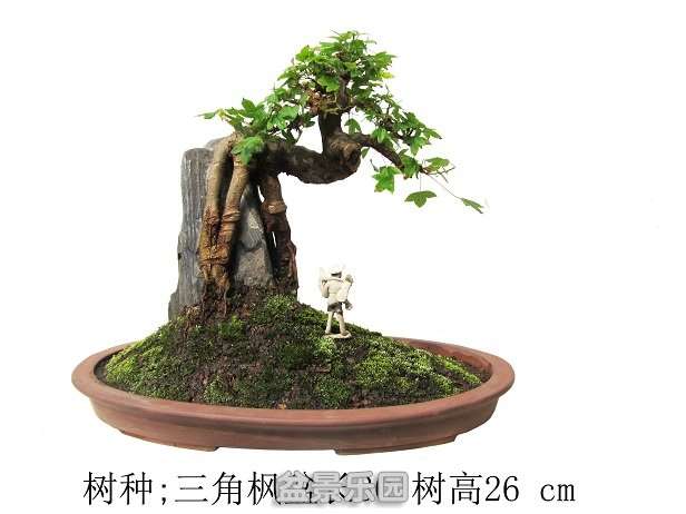 ǳ踽ʯǷ㷴.jpg