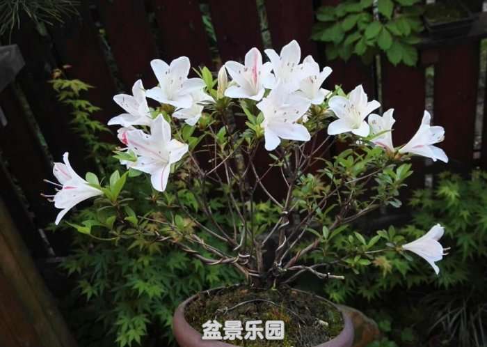 QQͼ20180514143543.jpg