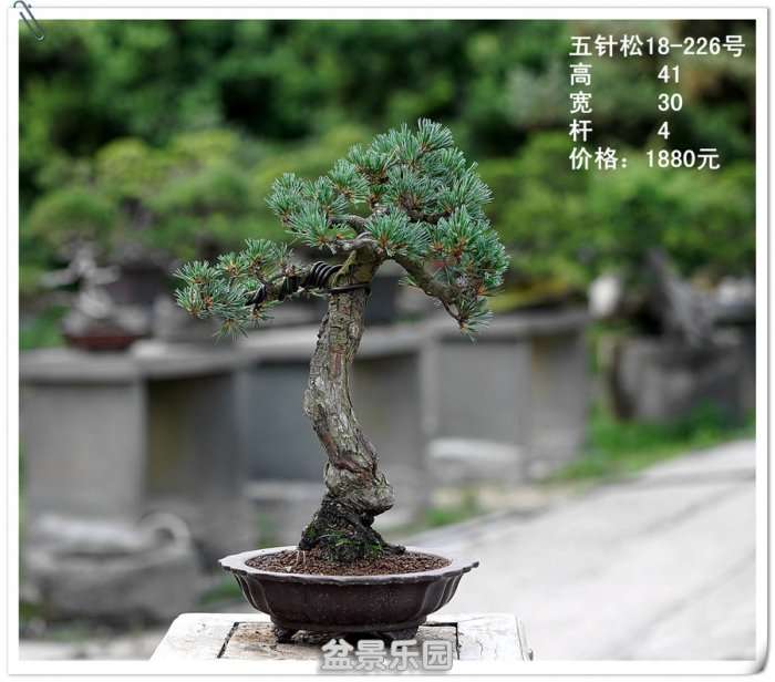 DSC00310_.jpg