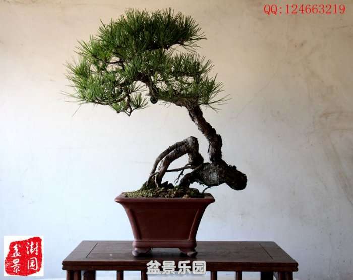 IMG_3016___.jpg