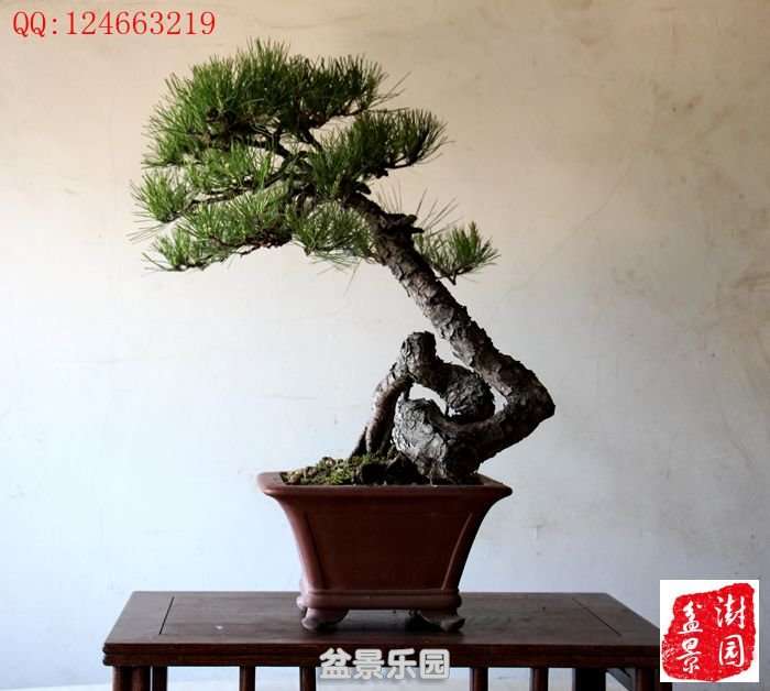 IMG_3017___.jpg