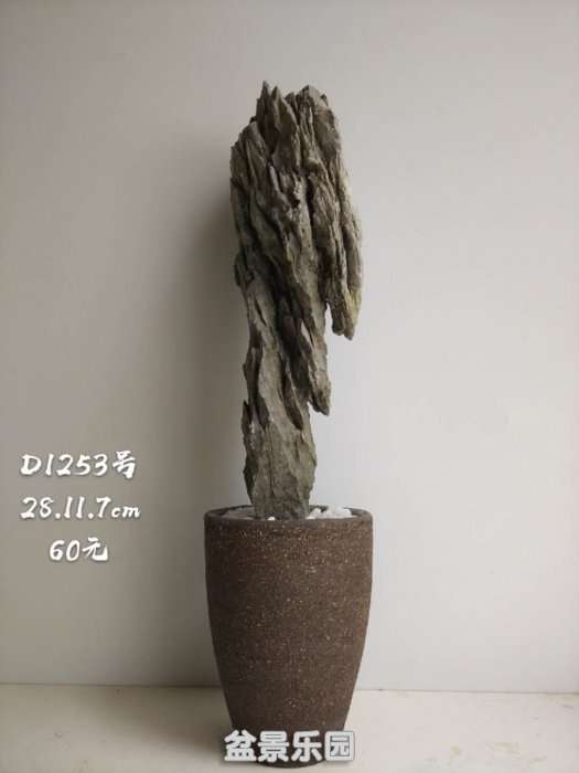 d1253.jpg