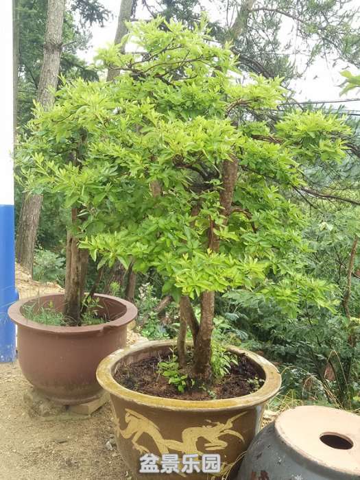 IMG20180623082711_.jpg