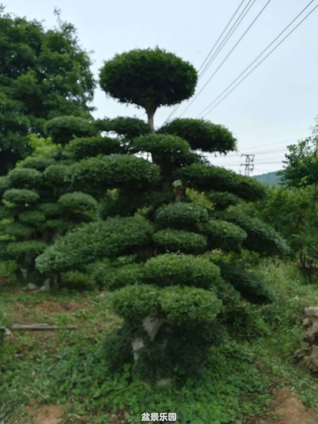 ͶԽڰ