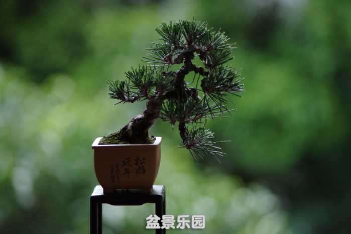 IMGP4554.JPG