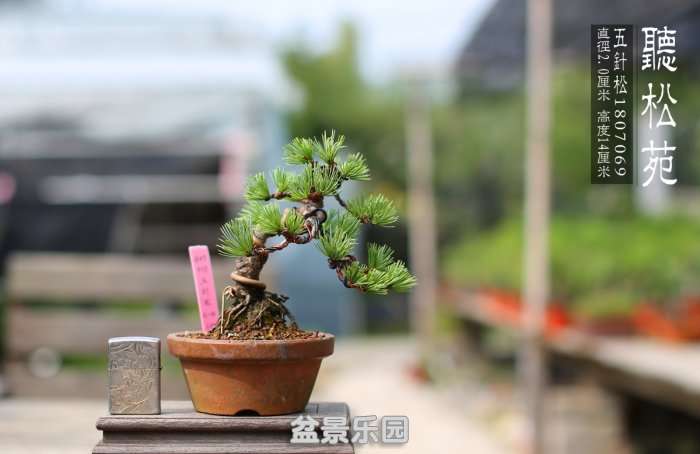 1807069.jpg