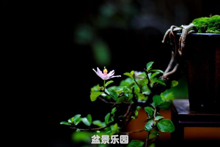DSC_4040.JPG